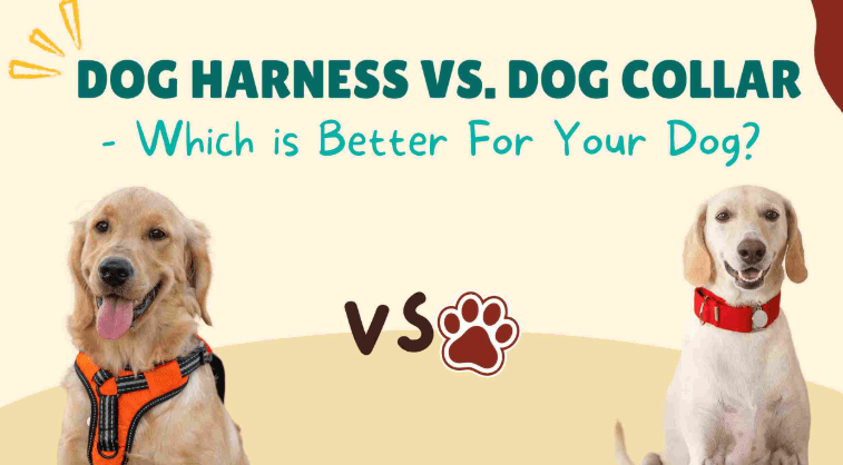 harness vs collar