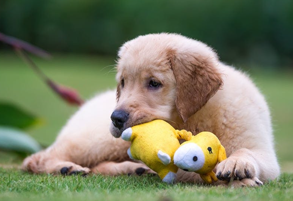 allergies for puppies