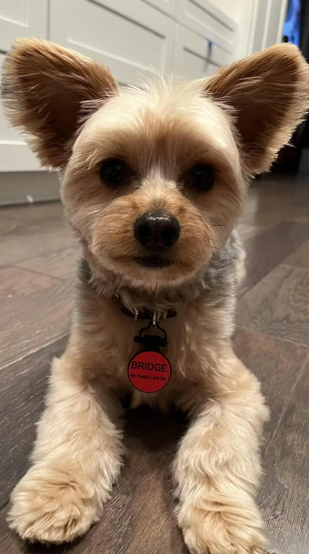 Dog Tag Purple