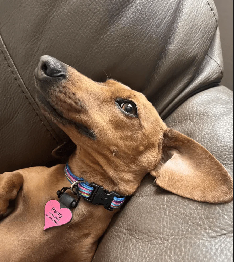 Dog Tag