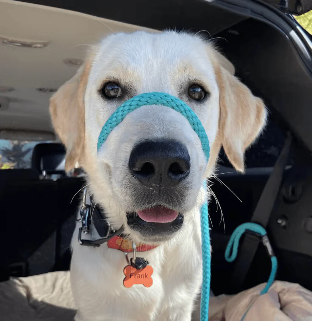 Dog Tag