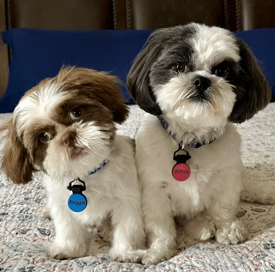 Dog Tag
