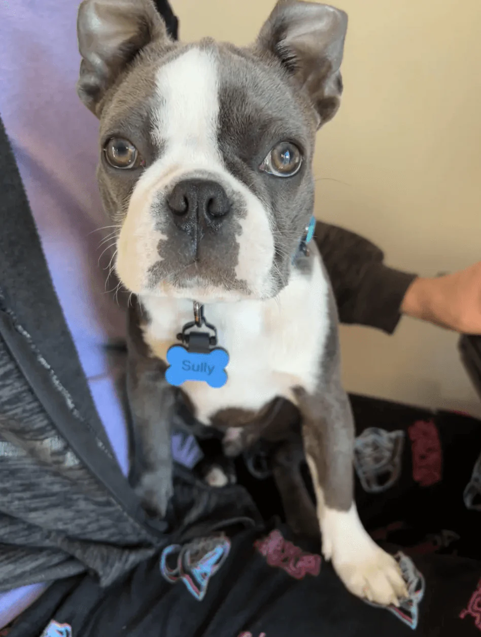 Dog Tag