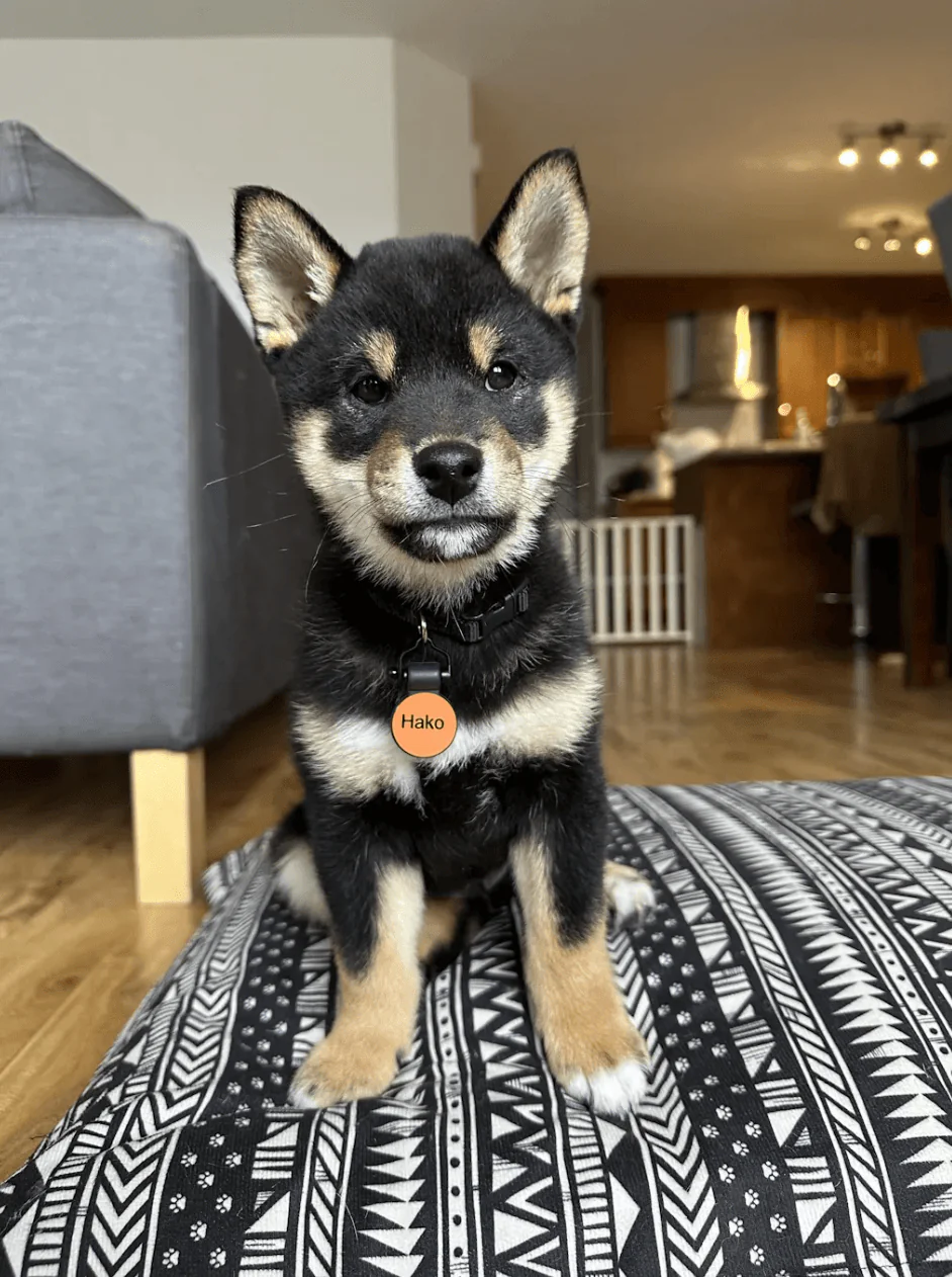 Dog Tag
