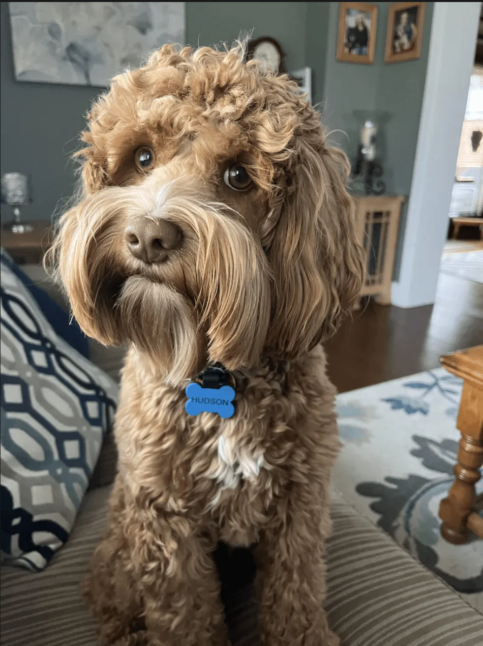 Dog Tag