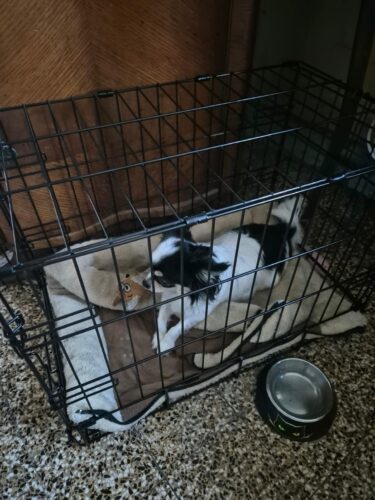 30.75" Dog Crate – Ideal for Medium to Large Dogs photo review
