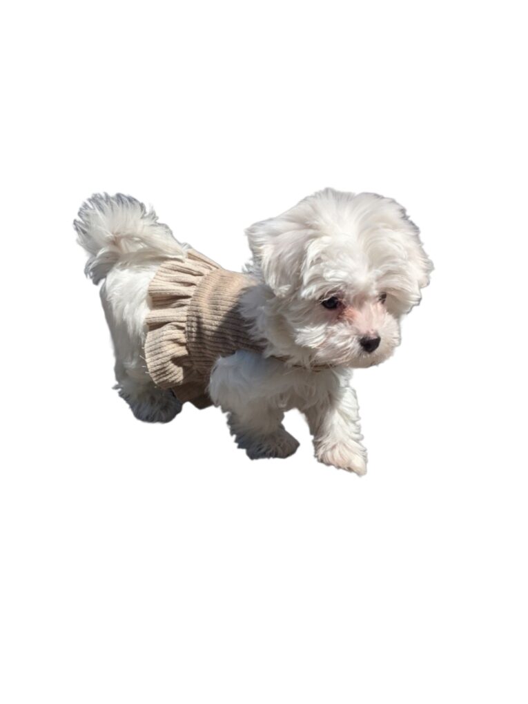 {"remix_data":[],"remix_entry_point":"challenges","source_tags":["local"],"origin":"unknown","total_draw_time":0,"total_draw_actions":0,"layers_used":0,"brushes_used":0,"photos_added":0,"total_editor_actions":{},"tools_used":{"remove_bg":1},"is_sticker":false,"edited_since_last_sticker_save":true,"containsFTESticker":false}
