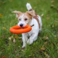 puppy toys