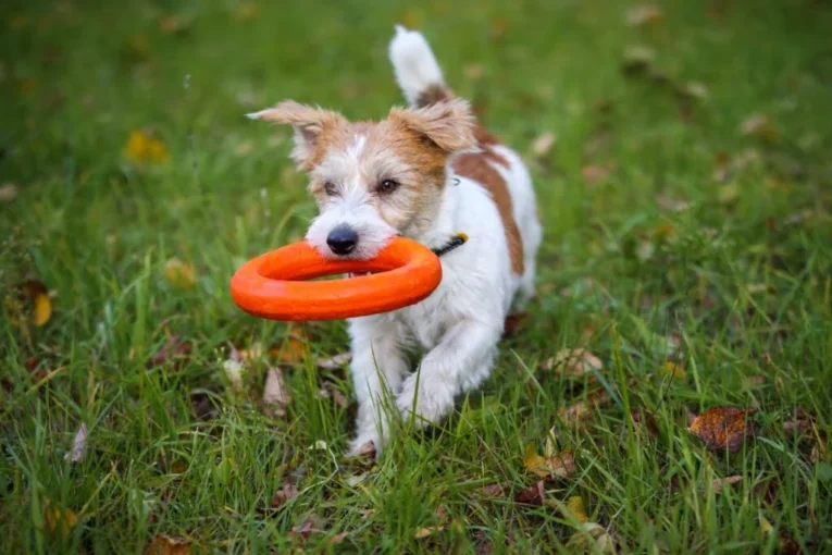 puppy toys