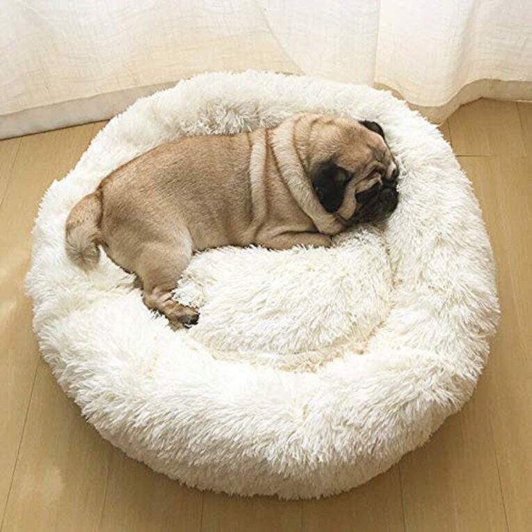 Best Dog Beds