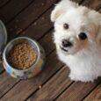 mistakes to avoid buying pet food online