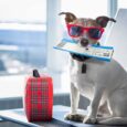 Essential Travel Products for Dogs