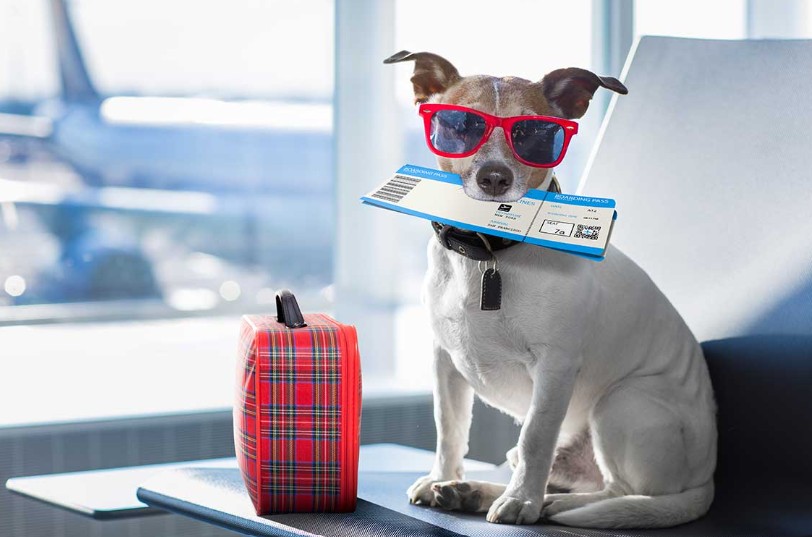 Essential Travel Products for Dogs