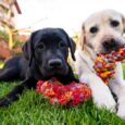 recreational dog toys