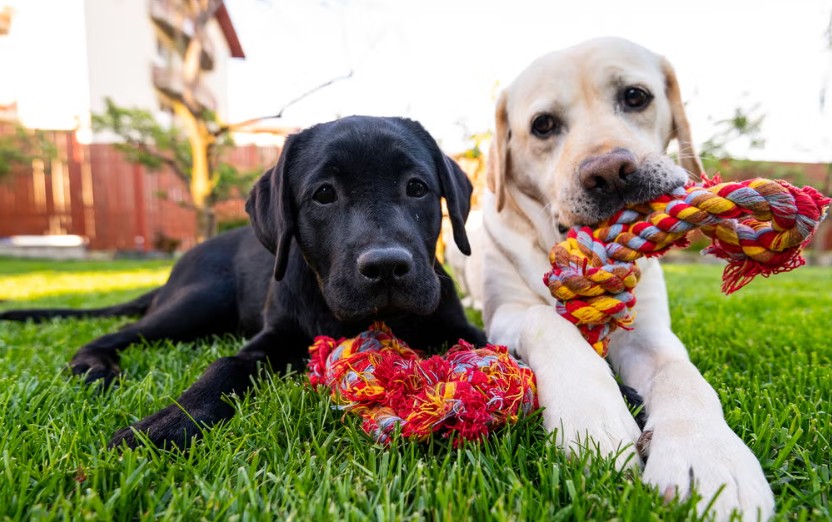 recreational dog toys