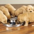 Vet-Recommended Puppy Foods