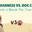 harness vs collar