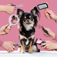 Grooming & Hygiene