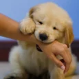 Puppy Blog 6
