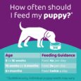 infographic 1 puppy feeding