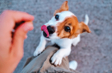 Treats