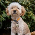 silicone dog tag
