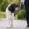 dog leash walk