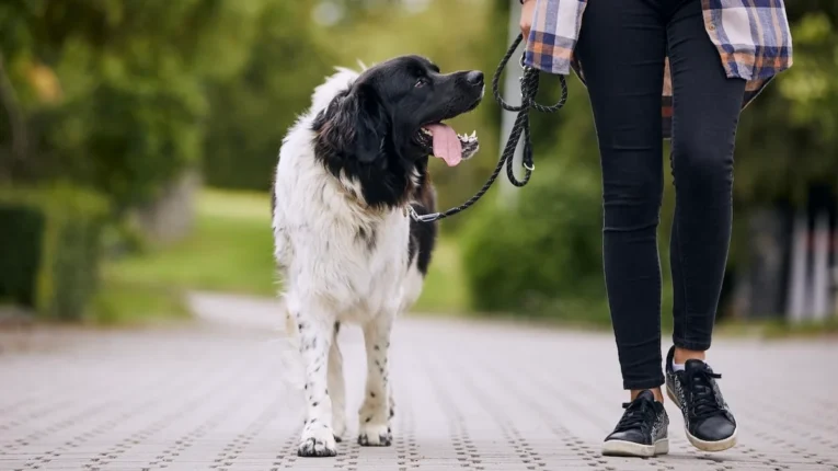 dog leash walk
