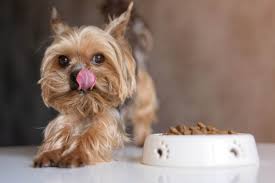 puppy dog food