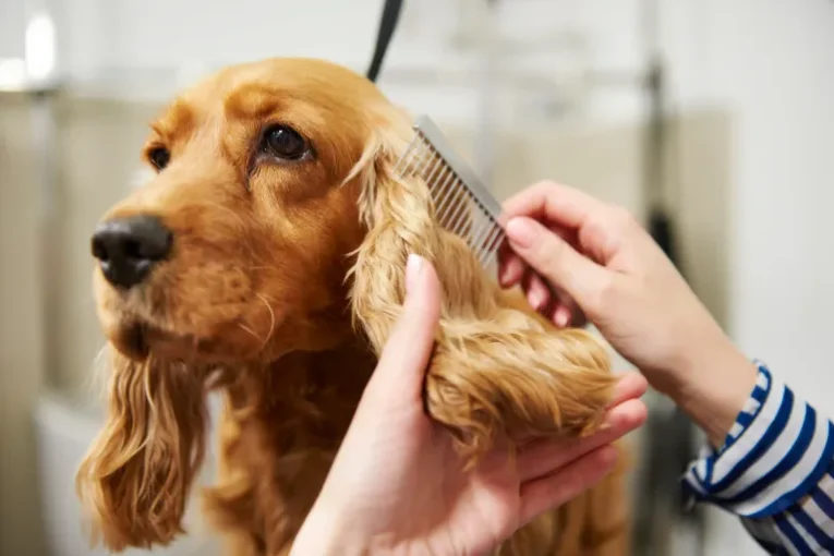 dog grooming
