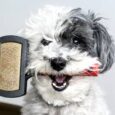 grooming dog