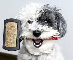 grooming dog