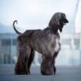 pet coat adn skin care