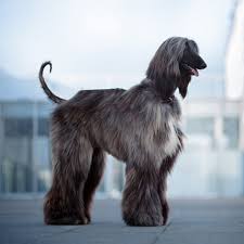 pet coat adn skin care