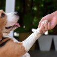 training dog