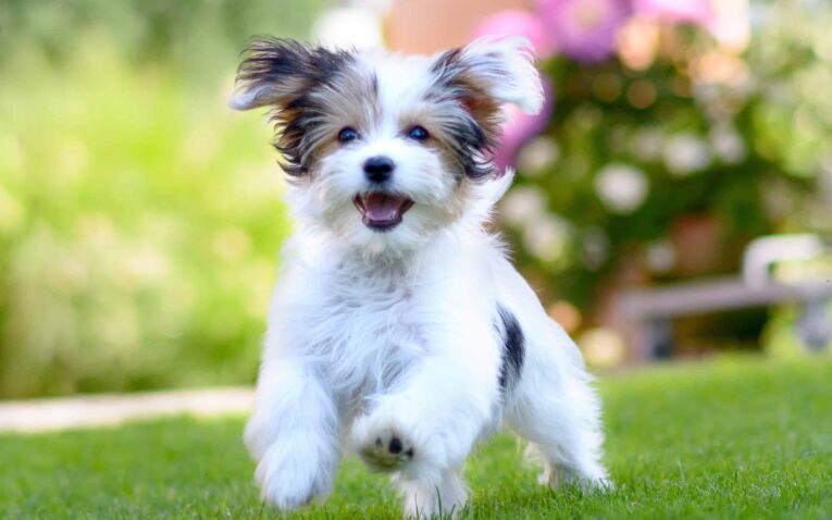 pet reproductive products