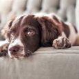 5 ways your dog is bored