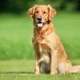 golden retriver sensitive food issue